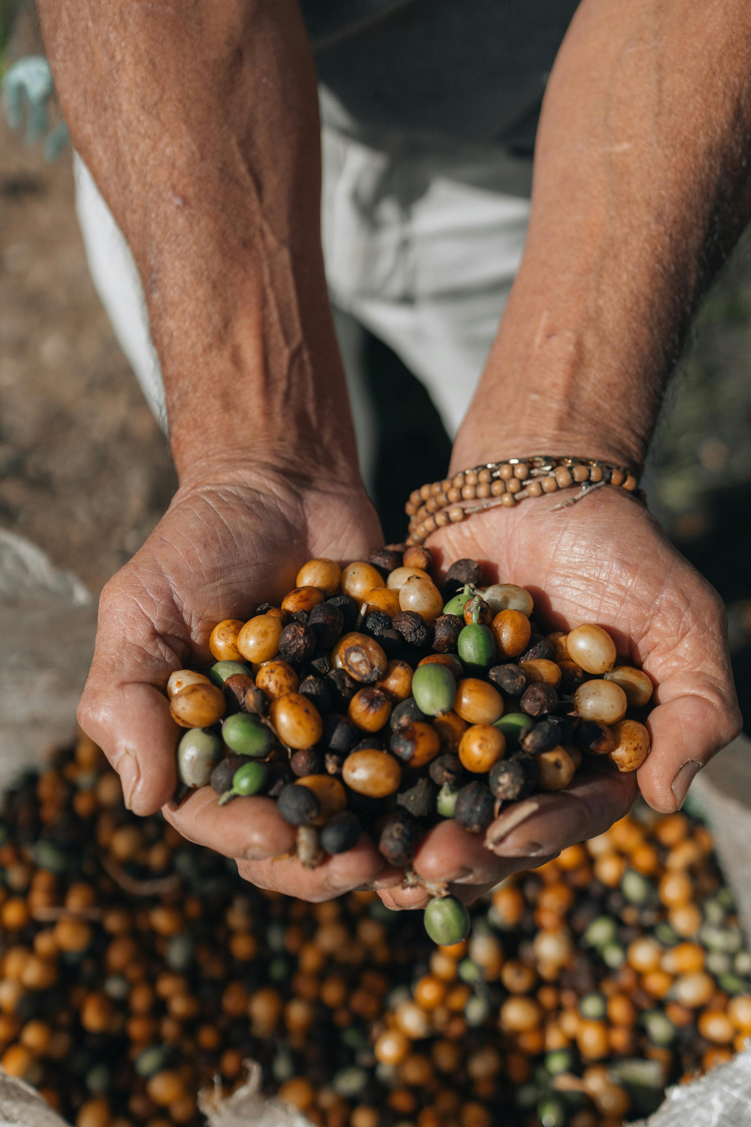 Brésil - Puissance agricole responsable